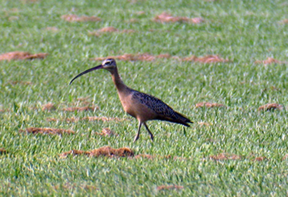 Long-billed Curlew by Simon Thompson